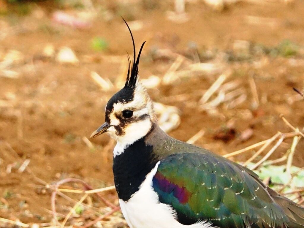 私が描いたタゲリの絵 私が描いたタゲリの絵 （タゲリ初撮影 : カーコとダンナの