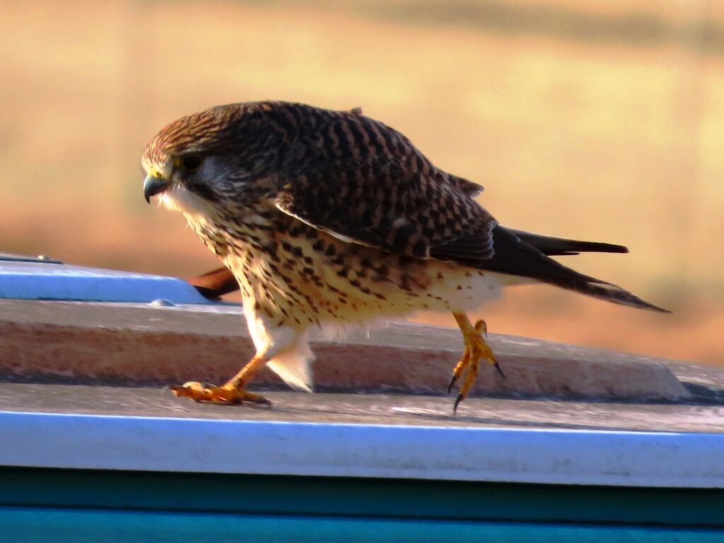 鳥は飛ばねばならぬ チョウゲンボウ 徒然散歩