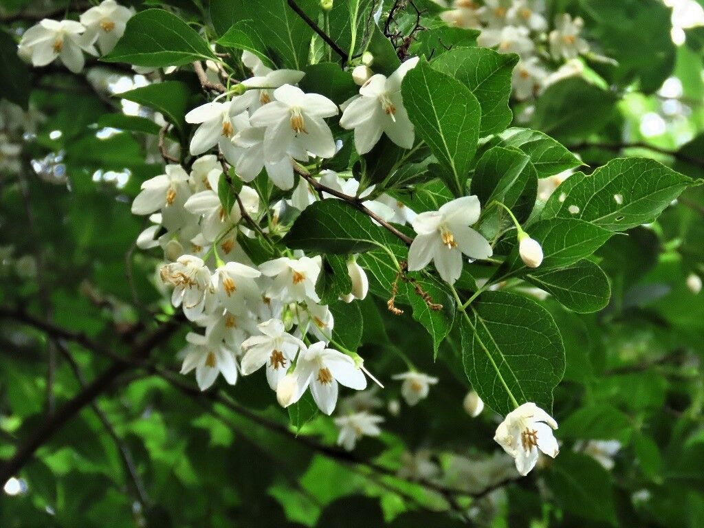 いま始まる新しいいま☆エゴノキ・ハクウンボク・竹の秋☆ : 徒然散歩