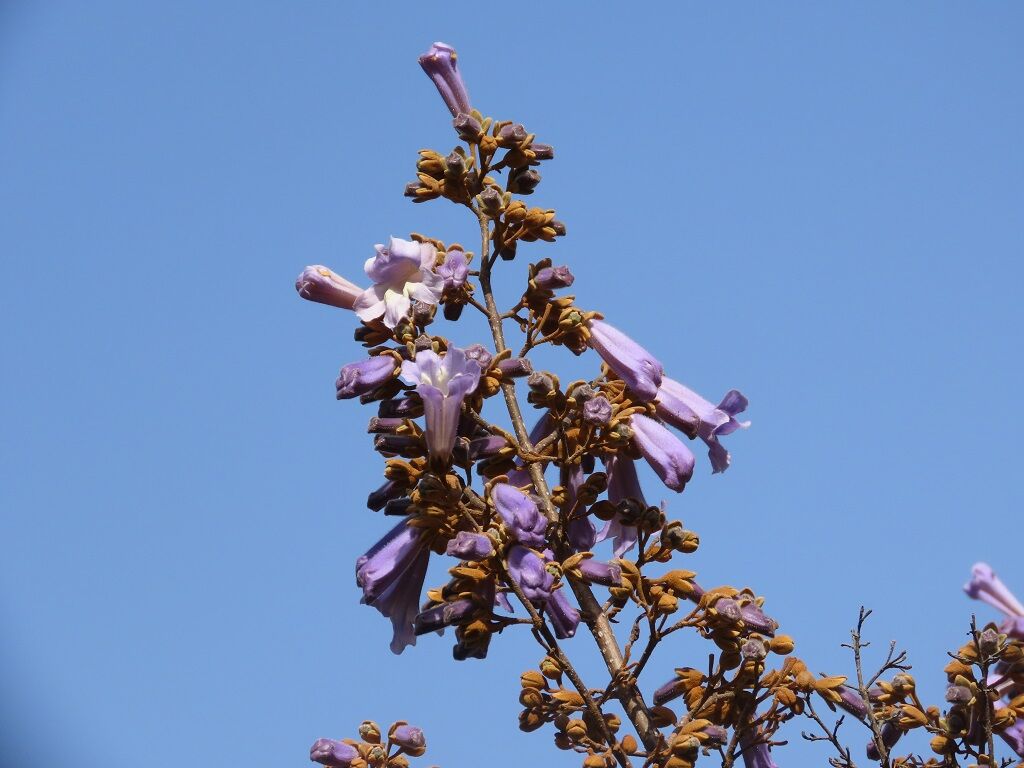 桐の花☆桐と青桐・ジャコウアゲハ♪ : 徒然散歩