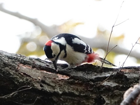 6アカゲラ