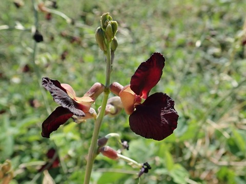 9クロバナツルアズキ（黒花蔓小豆）1