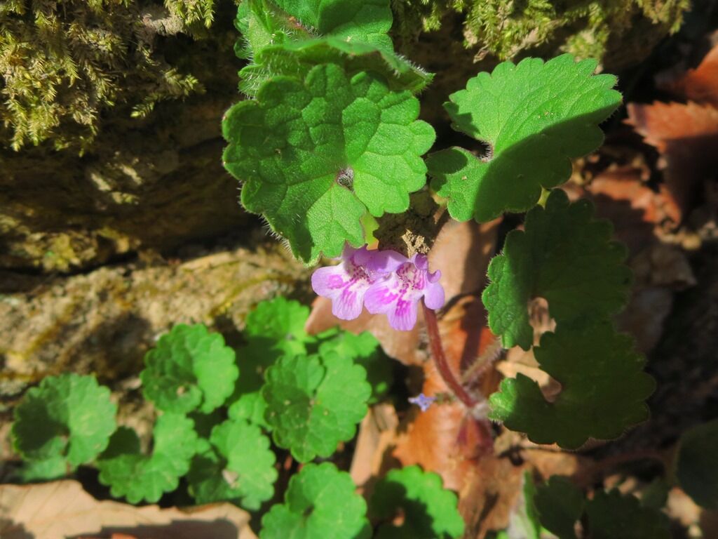 淋しい生きもの 垣通し 山猫の目草 花点草 ルリタテハ 徒然散歩