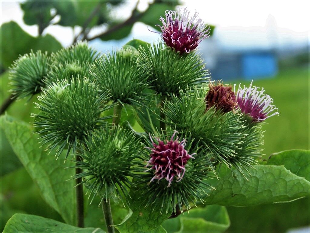 空のこころ☆ベッコウハゴロモ・ヨウシュヤマゴボウ・ゴボウの花☆ : 徒然散歩