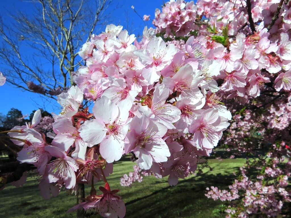 幸福の鍵 河津桜 ウグイス メジロ 紅白梅 徒然散歩 幸福の鍵 河津桜 ウグイス メジロ 紅白梅 徒然散歩