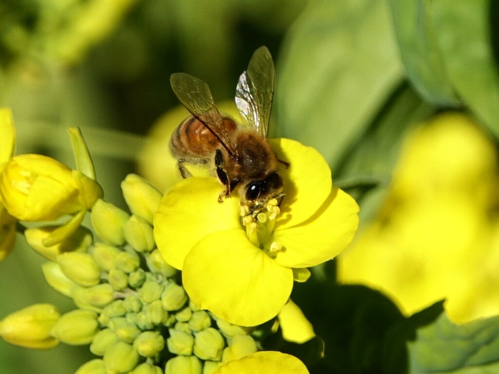 いのちの言葉 人尽楽 ミツバチ花粉だんご 花々 徒然散歩