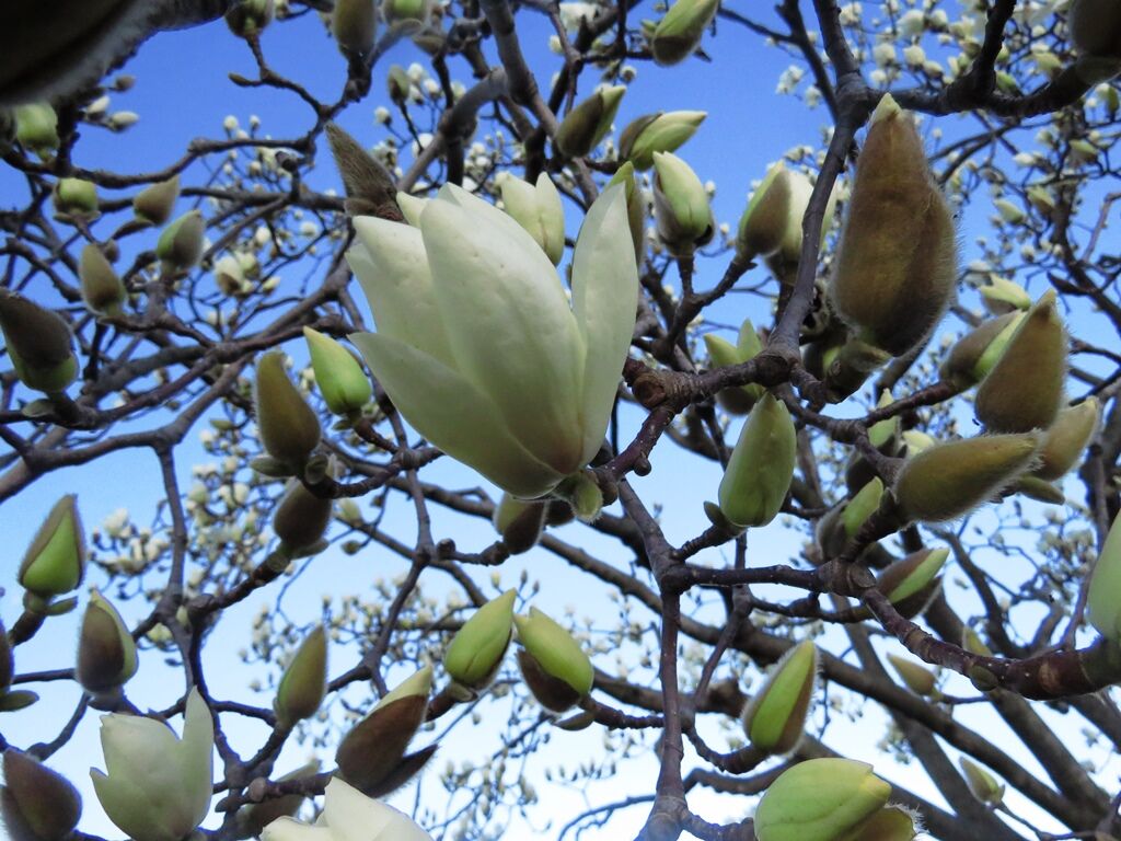 こぶしの花 ハクモクレン ビックリ カラスの巣 徒然散歩