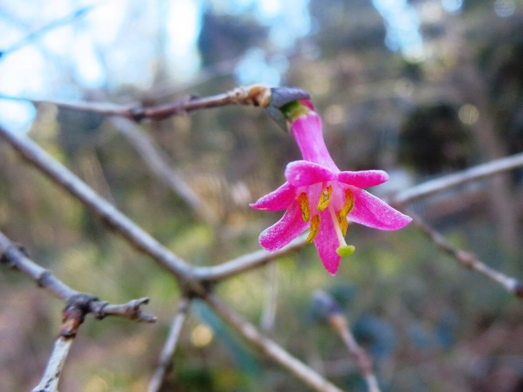 わたしのうたよ ウグイスカグラ アオサギ 徒然散歩
