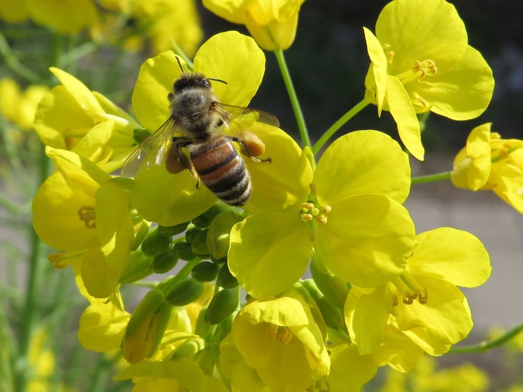愛を語る ミツバチの花粉玉 コブシ 徒然散歩