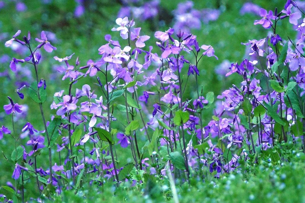 雑草の花 諸葛菜 トサミズキ ヒュウガミズキ 徒然散歩