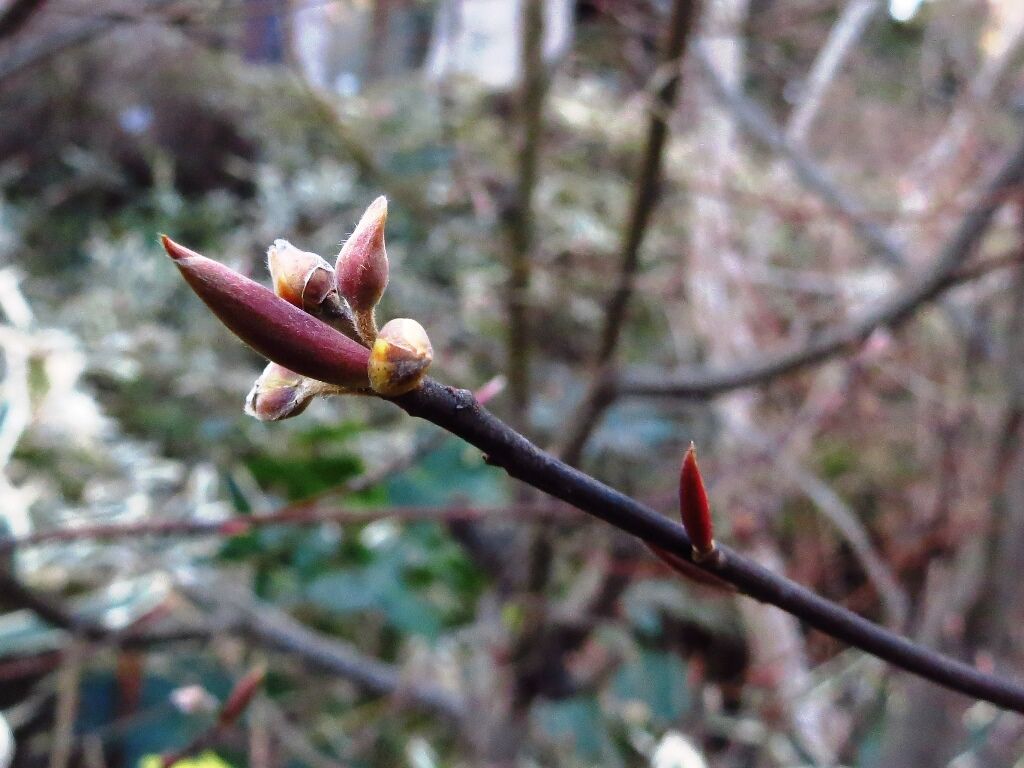 きこえてくる クロモジ カマキリ キセキレイ 徒然散歩
