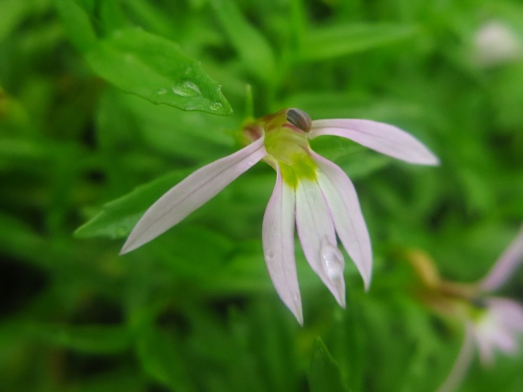 遅咲きの花 アゼムシロ エノキグサ アカネ 徒然散歩