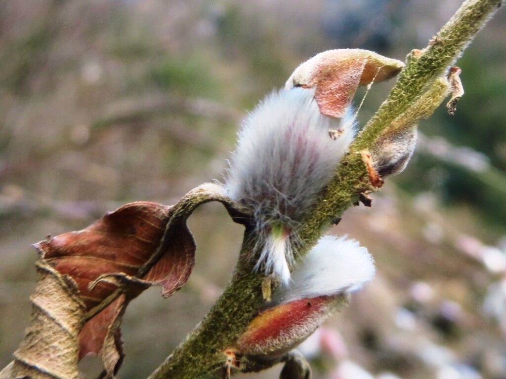 ねこやなぎ ネコヤナギ ウスタビガ ニャンコ 徒然散歩