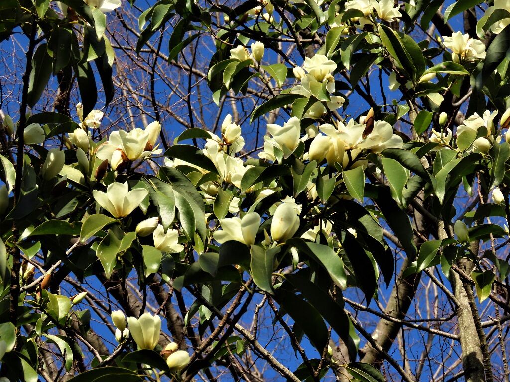 人生の宝物 ダンコウバイ ミヤマガンショウ 徒然散歩 人生の宝物 ダンコウバイ ミヤマガンショウ 徒然散歩