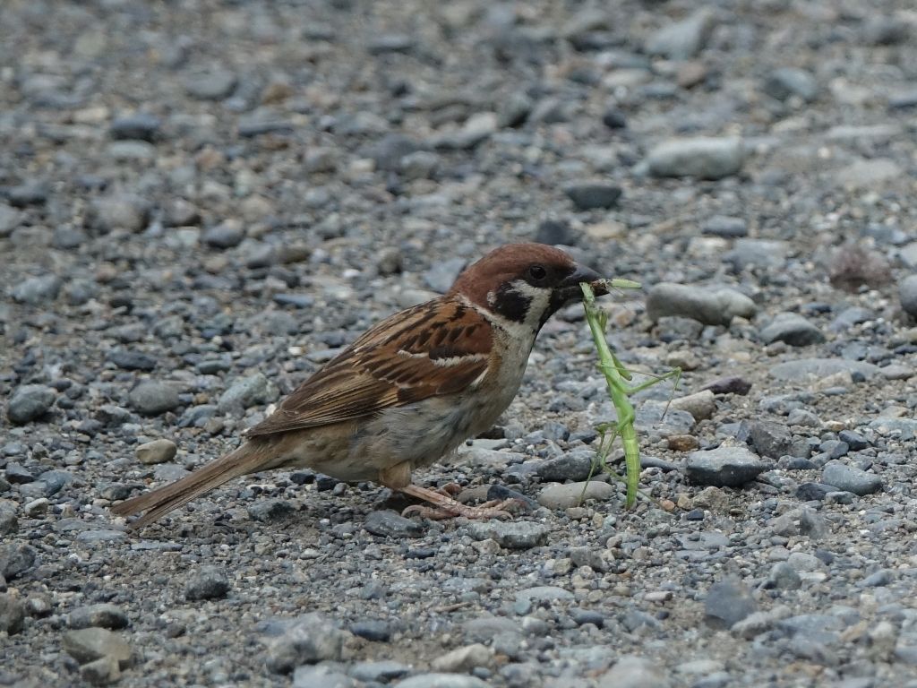 のはらうた スズメウリ スズメ カマキリ 徒然散歩