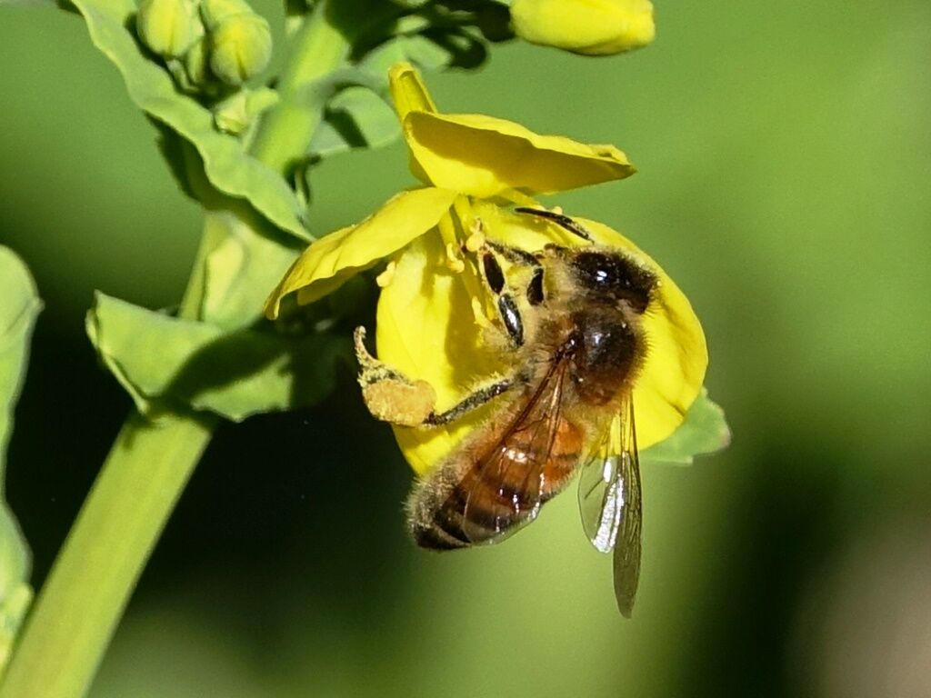 いのちの言葉 人尽楽 ミツバチ花粉だんご 花々 徒然散歩