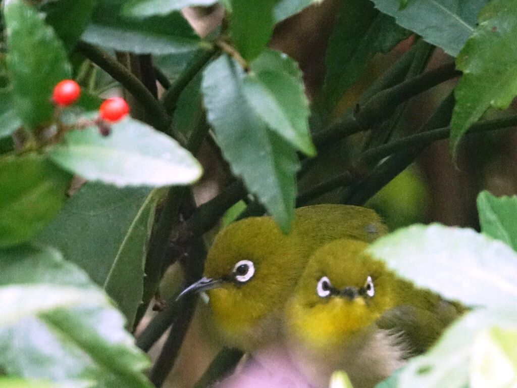いのち 庭の鳥達 ヒヨドリとマンリョウ 徒然散歩