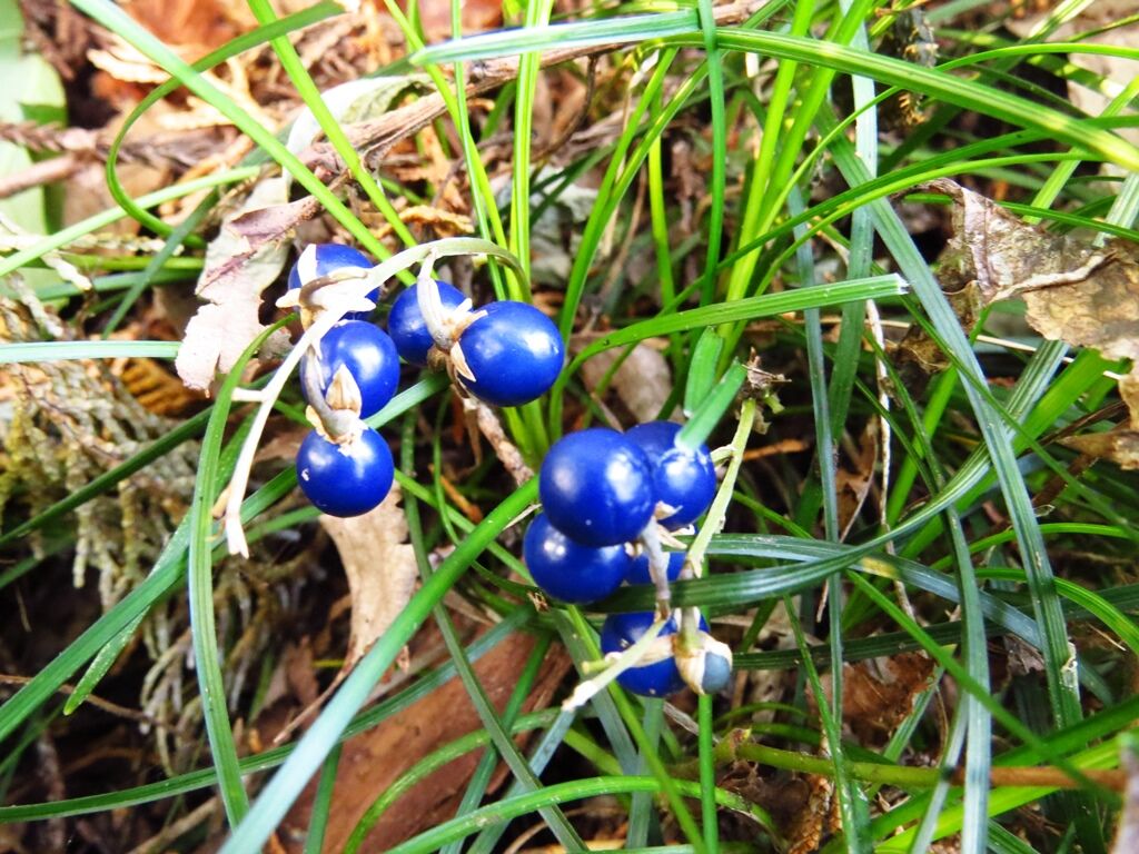 悲しみの味 ジャノヒゲ フユイチゴ 徒然散歩