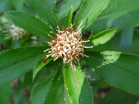 体は心の入れ物 オケラ センボンヤリ ヤマガラ 徒然散歩 体は心の入れ物 オケラ センボンヤリ ヤマガラ 徒然散歩