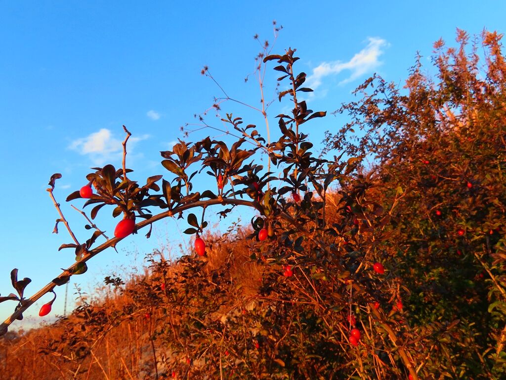 寒中の木の芽 クコ 相模川夕陽 徒然散歩
