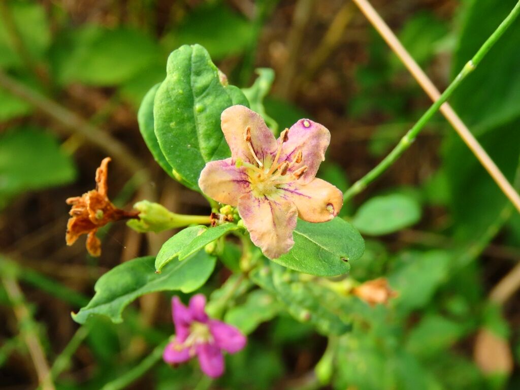 葡萄に種子があるように ノブドウ クコ 徒然散歩 葡萄に種子があるように ノブドウ クコ 徒然散歩
