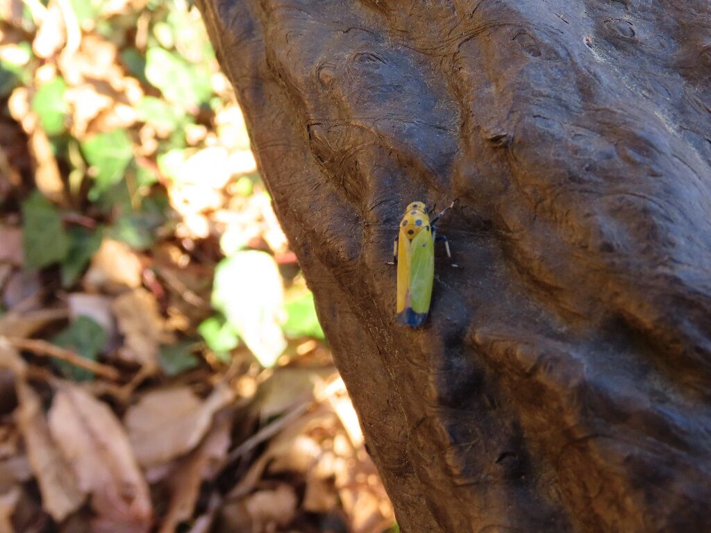 啓蟄 バナナ虫 ジンチョウゲ 茅葺屋根の取り壊し 徒然散歩