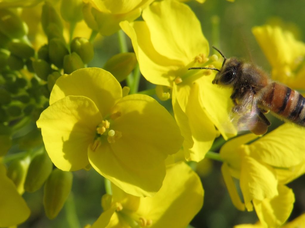 愛を語る ミツバチの花粉玉 コブシ 徒然散歩