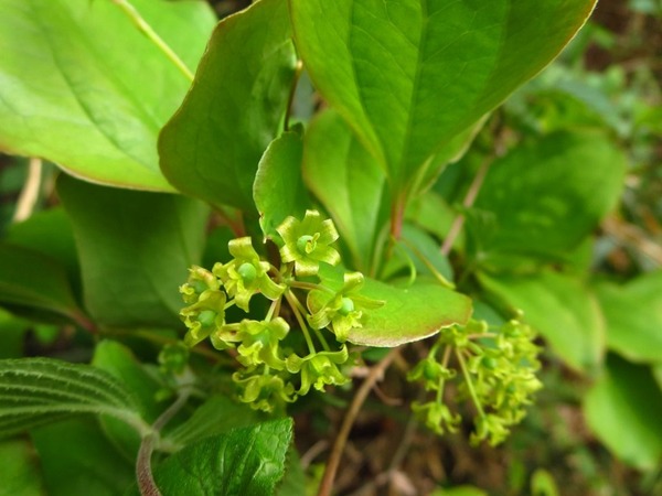 3サルトリイバラ雌花