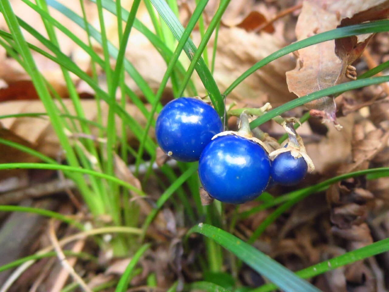 悲しみの味 ジャノヒゲ フユイチゴ 徒然散歩