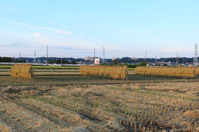 19田園風景