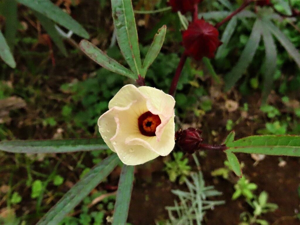 まず聞こう ローゼル ノブドウ 徒然散歩