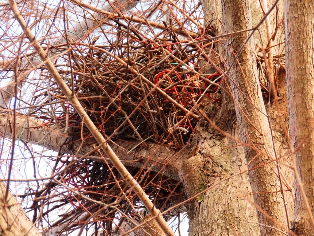 勇気の理由 ハンガー造りカラスの巣 カラスノエンドウ 徒然散歩