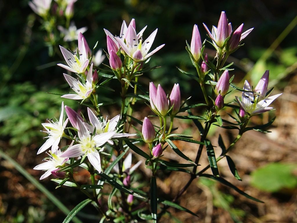 心の砂時計 センブリ ヤクシソウ 徒然散歩
