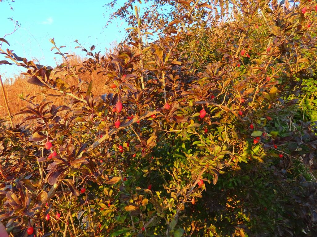 寒中の木の芽 クコ 相模川夕陽 徒然散歩