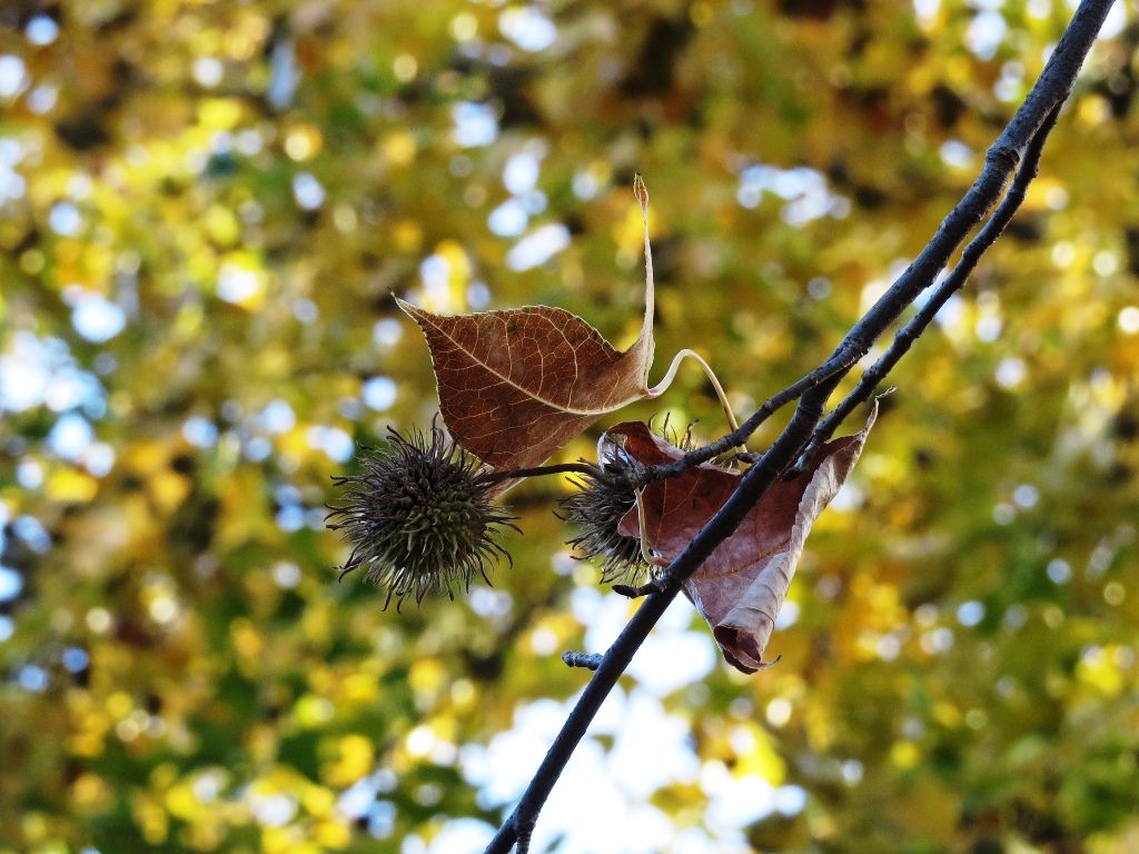 人生は愉快だ 楓 鈴懸の木 ヤドリギの実 徒然散歩