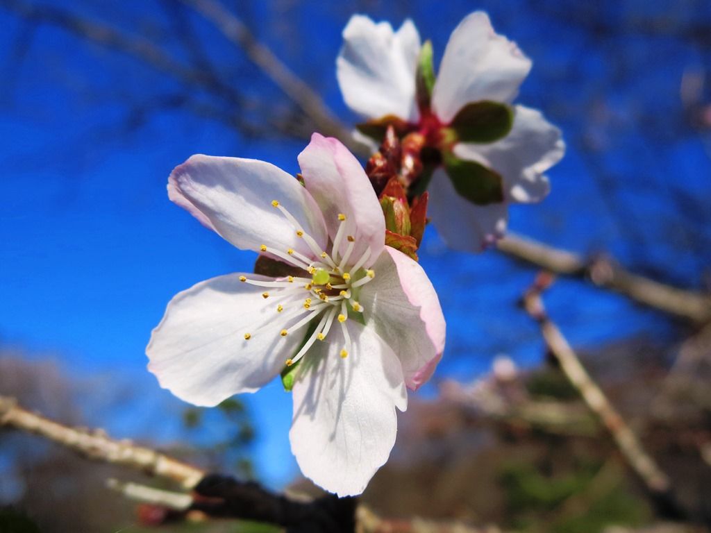 いのちの言葉☆冬桜♪十月桜☆ : 徒然散歩