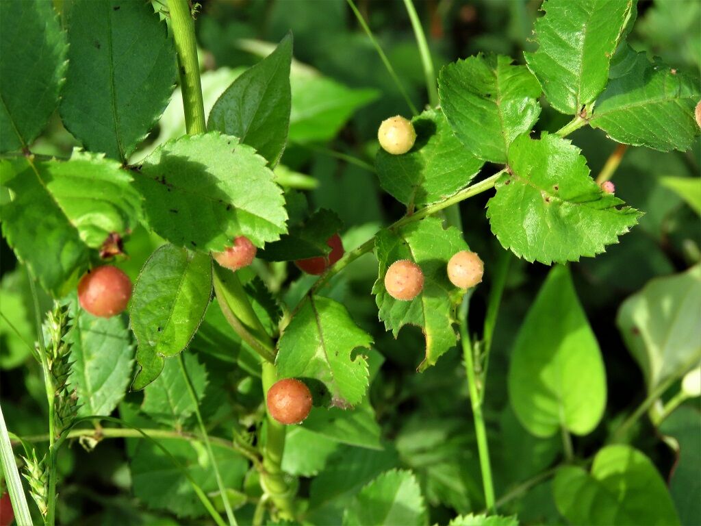 感性をはぐくむ 虫の日だ バラハタマフシ 徒然散歩
