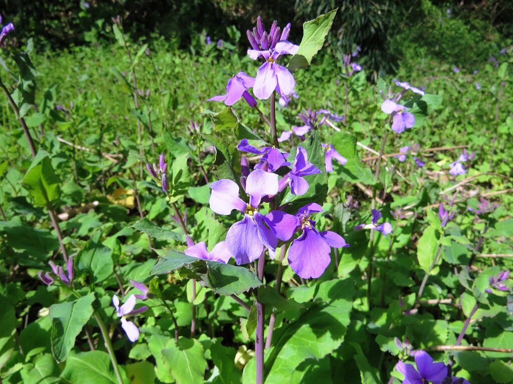 雑草の花 諸葛菜 トサミズキ ヒュウガミズキ 徒然散歩