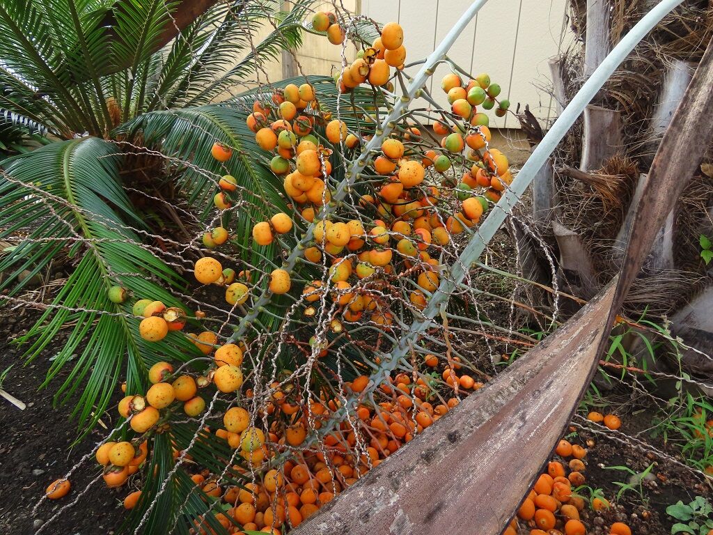 幹2.5 ココスヤシ 税別