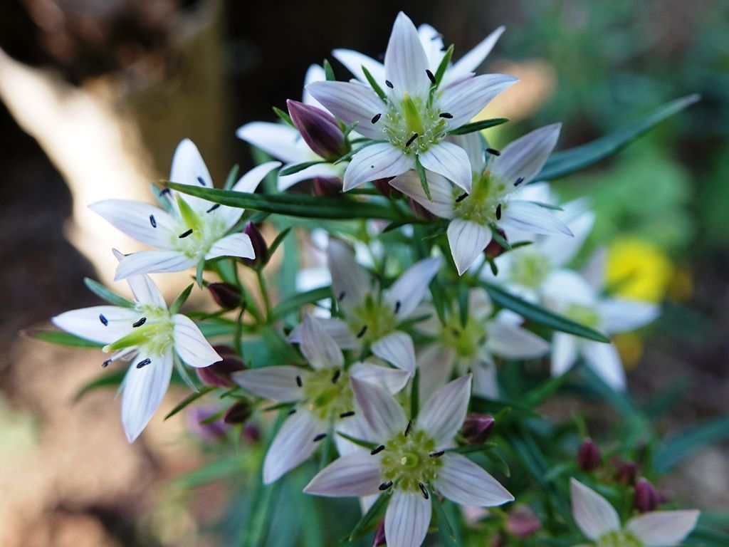 心の砂時計 センブリ ヤクシソウ 徒然散歩