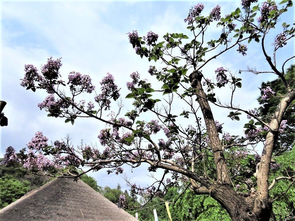 桐の花☆桐と青桐・ジャコウアゲハ♪ : 徒然散歩