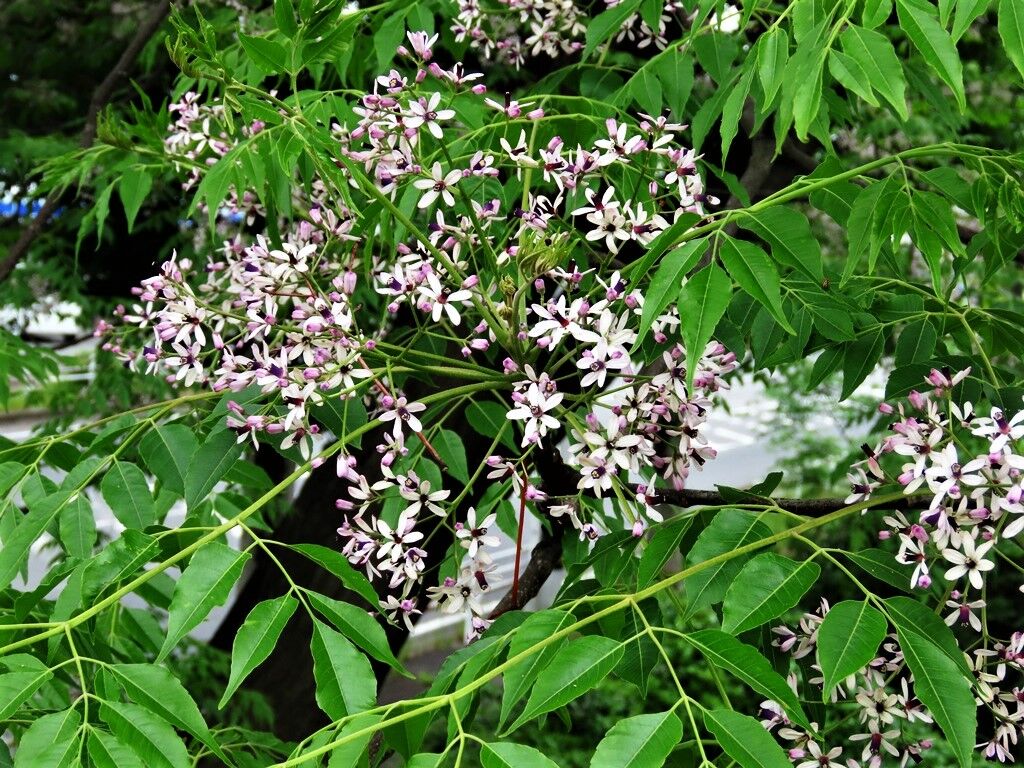 福と禍 センダン ウコギ 徒然散歩