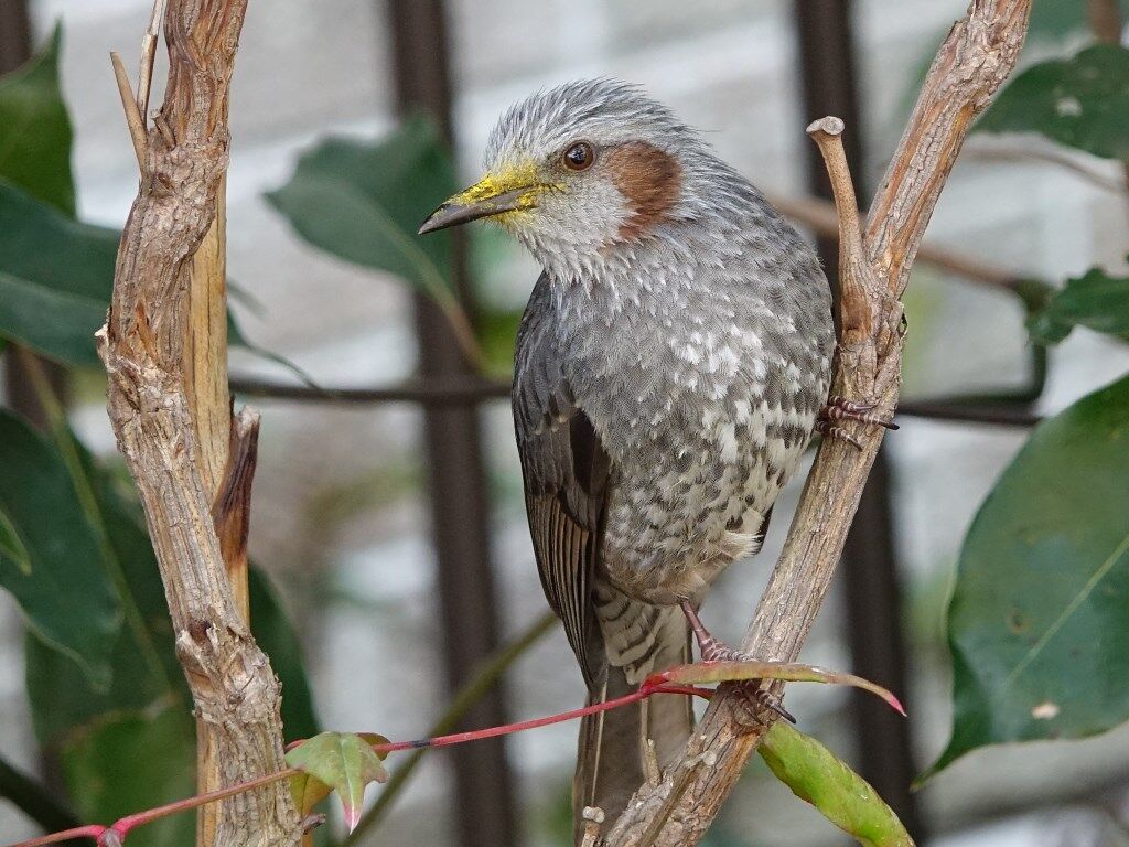 いのち 庭の鳥達 ヒヨドリとマンリョウ 徒然散歩