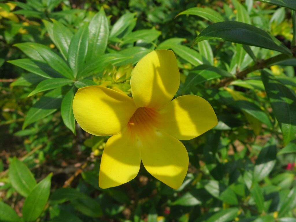 石垣島 波照間島 由布島 竹富島の花々 ノニ 徒然散歩 石垣島 波照間島 由布島 竹富島の花々 ノニ 徒然散歩