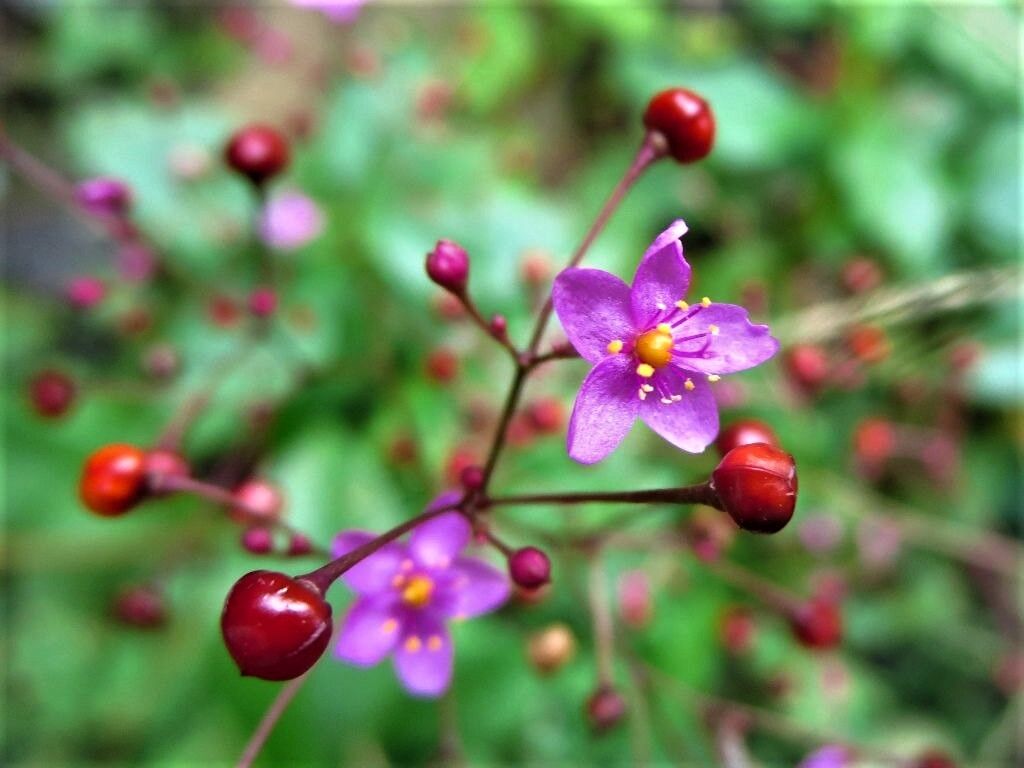 一生感動一生青春 ハゼラン セリ ブッドレア 徒然散歩