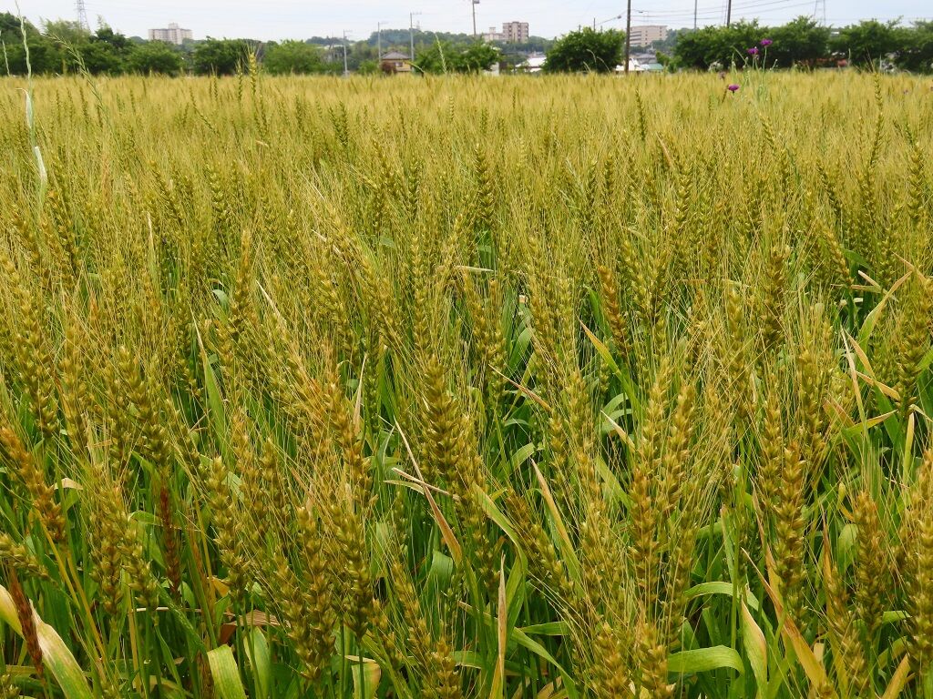 麦の唄☆麦秋・賑やかな庭♪ : 心の赴くままに