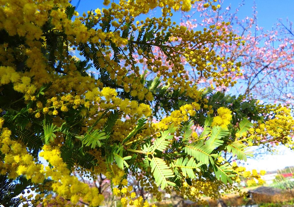 生かされている 河津桜とギンヨウアカシア 徒然散歩
