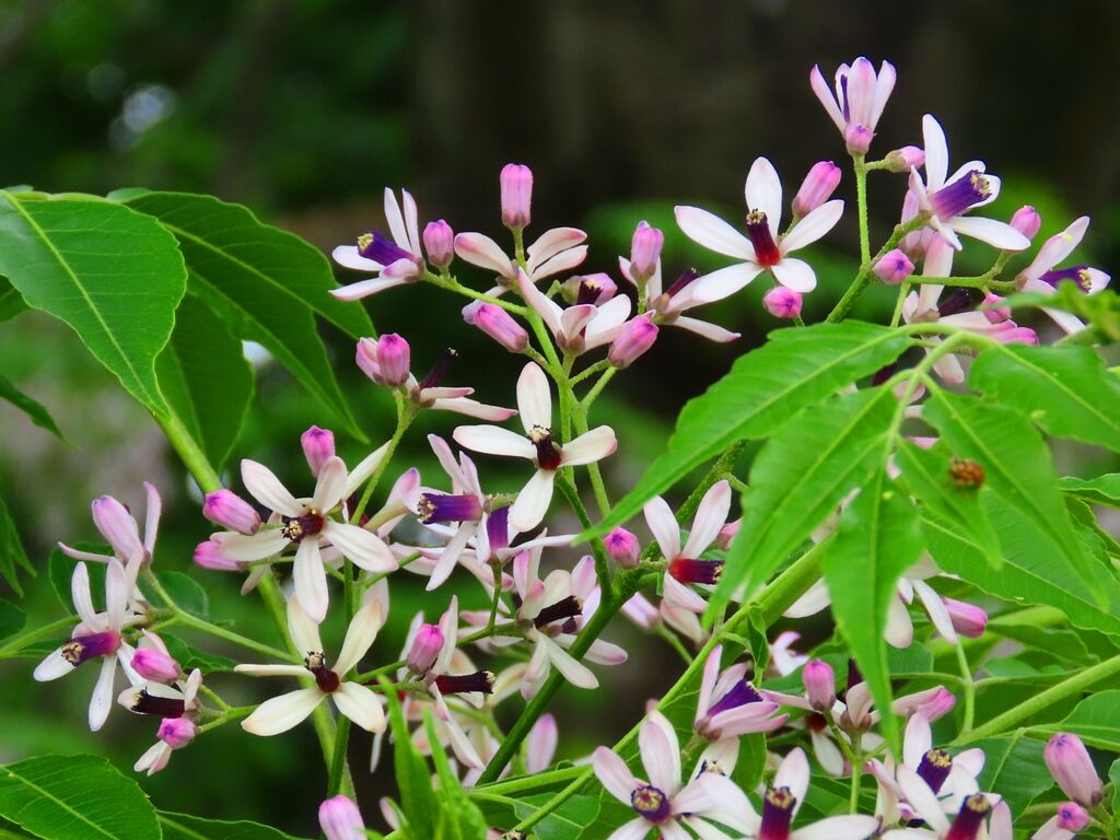 福と禍 センダン ウコギ 徒然散歩