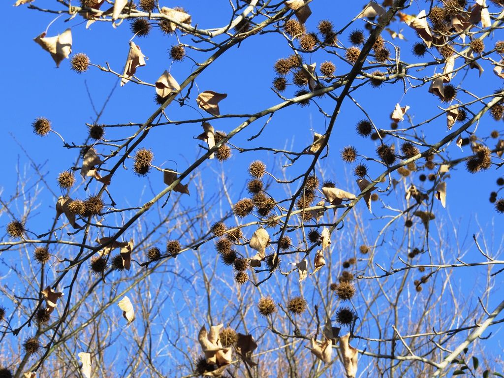 人生は愉快だ 楓 鈴懸の木 ヤドリギの実 徒然散歩