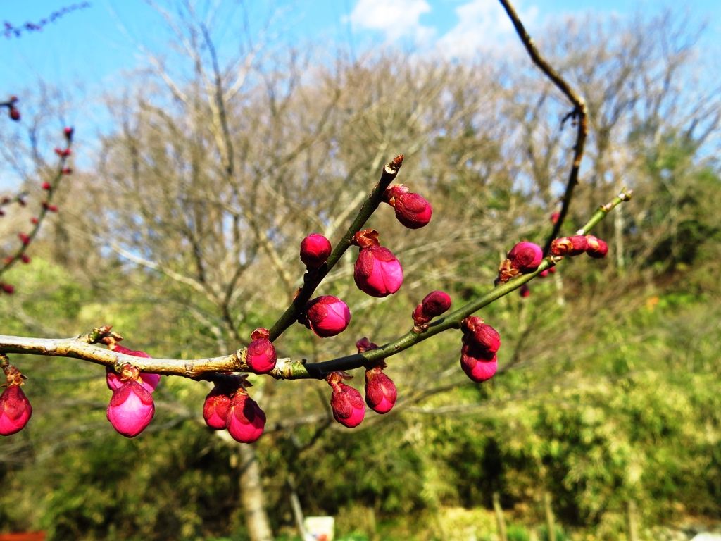 春の河 小川のほとりで キセキレイ 徒然散歩 春の河 小川のほとりで キセキレイ 徒然散歩